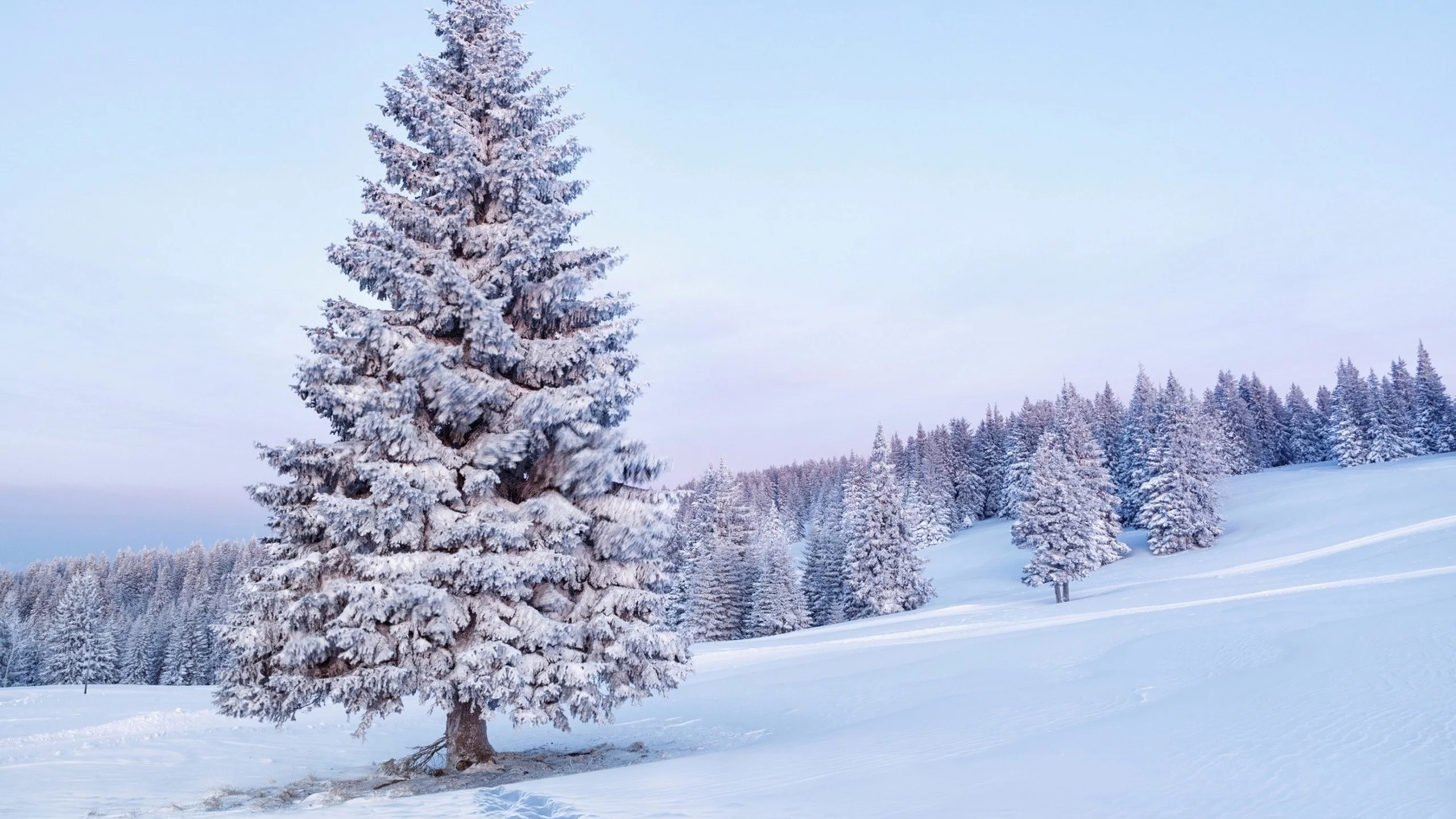 зима, winter