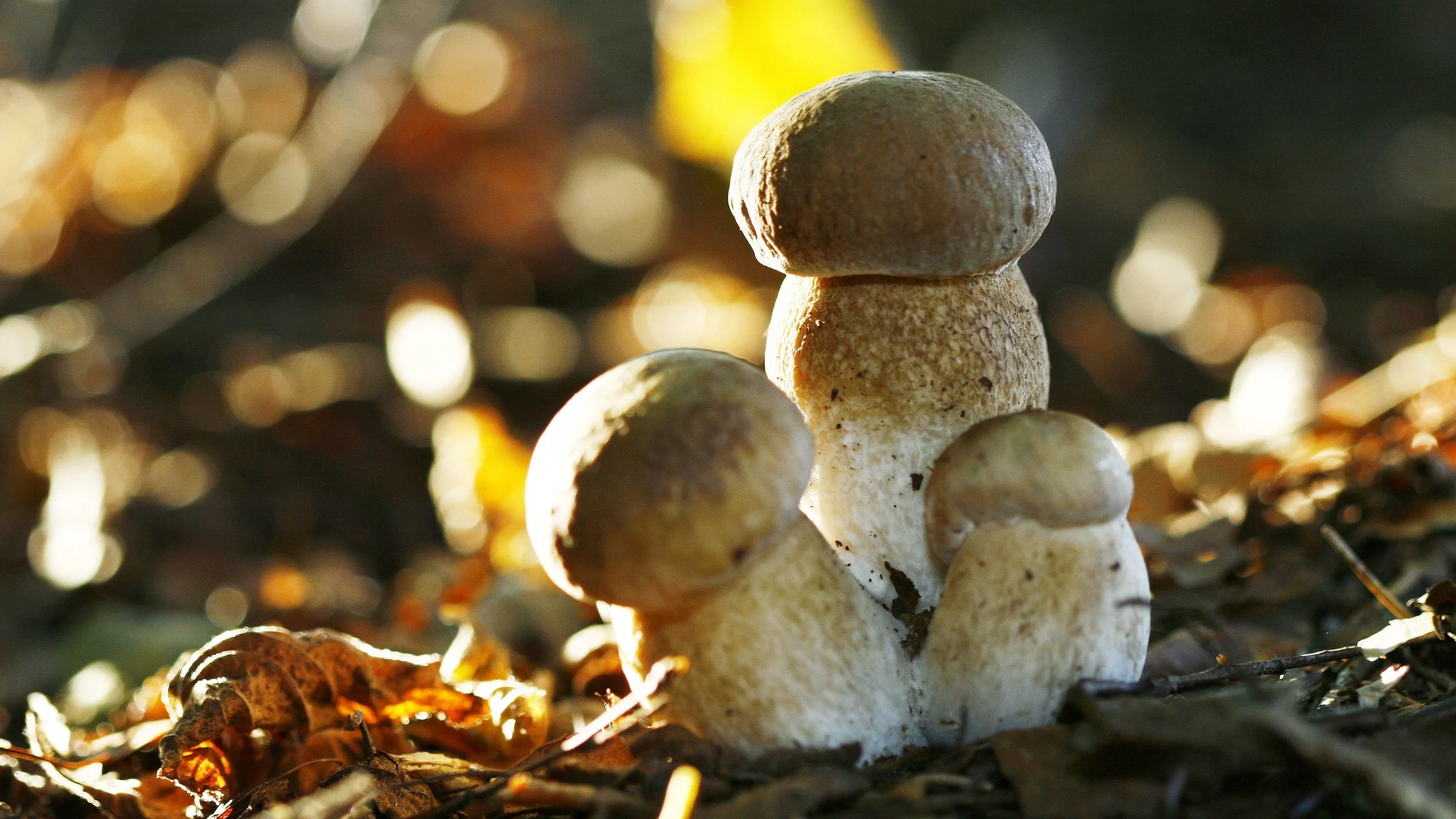 mushrooms, грибы
