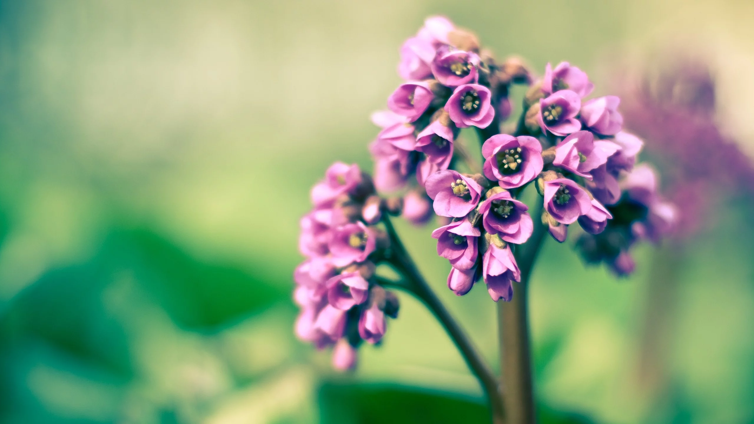 цветы, flowers