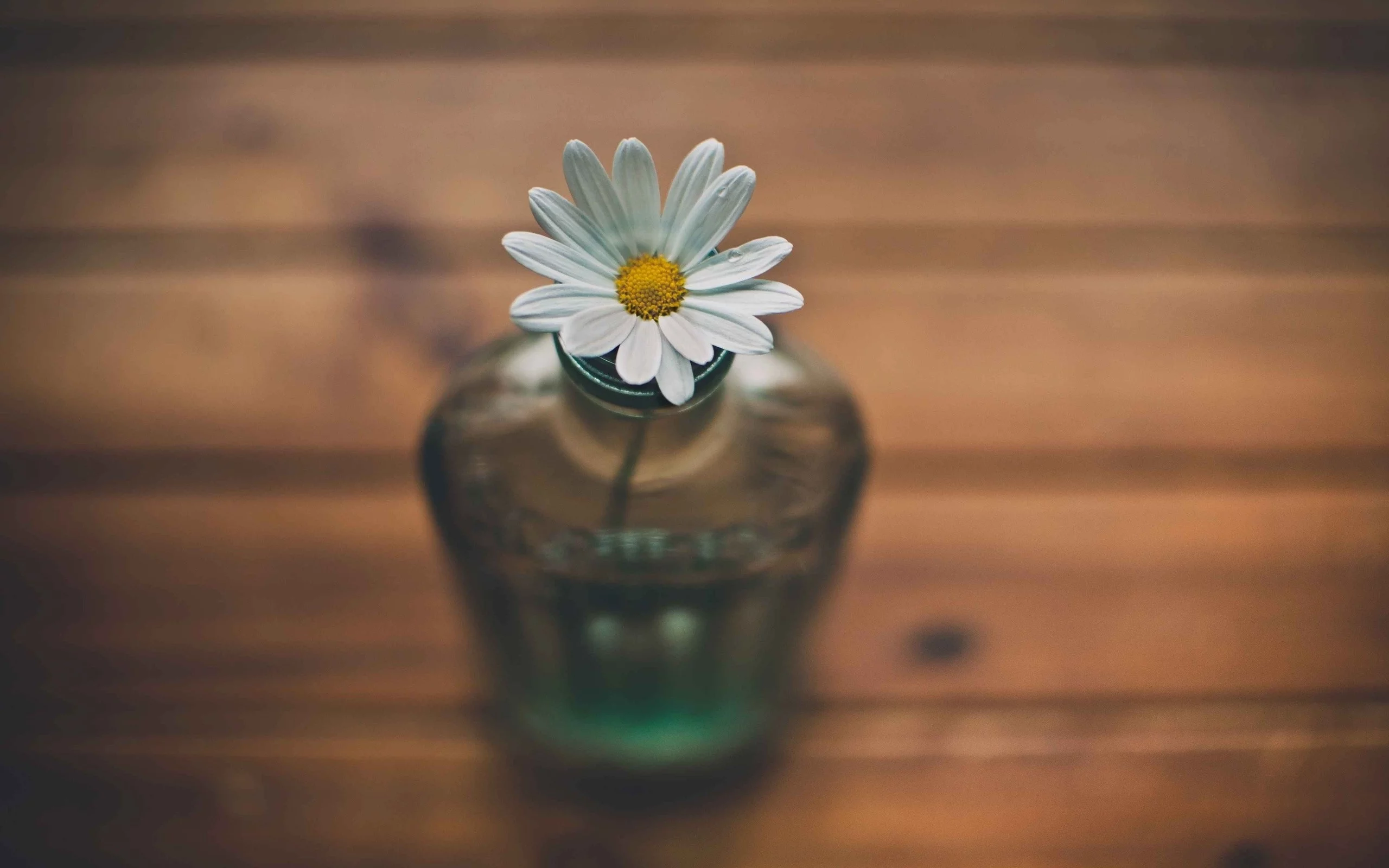 flowers, 