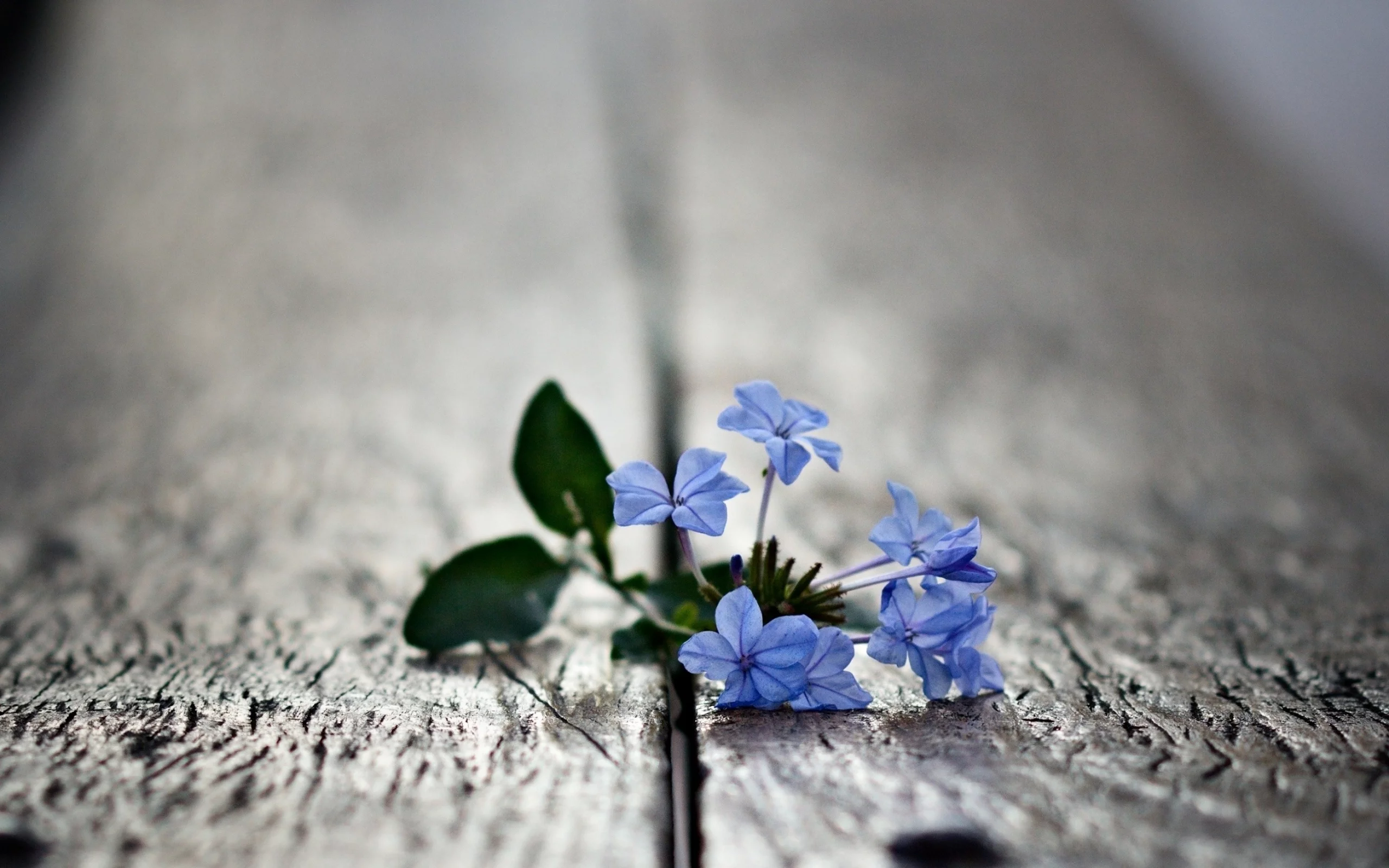macro, blue flowers, , small