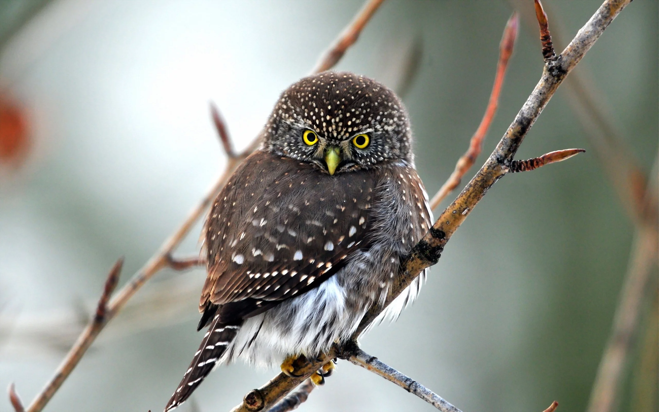 birds, owls, птицы, совами