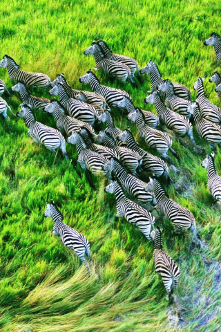 zebras, HDR photography, Grassland, animals, nature, 