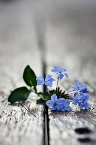 macro, blue flowers, , small