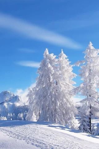 blue skies, tracks, snow, mountains, , trees