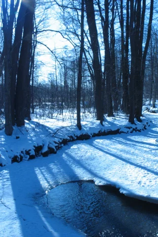winter, ice, trees, , forest, rivers, water, nature, snow