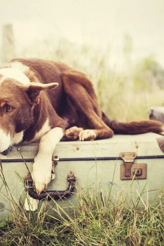 plants, nature, растения, ожидание, трава, luggages, багаж, waiting, grass, собаки, природа, dogs