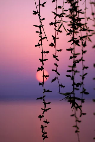 солнце, Sun