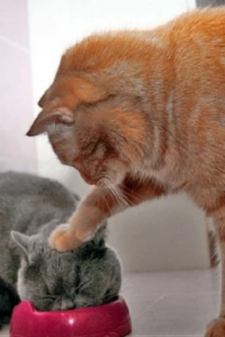 animals, животные