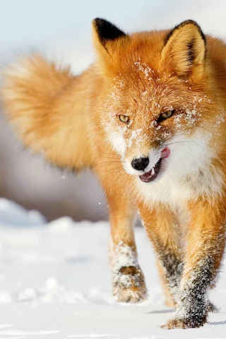 foxes, лисы, snow, снег