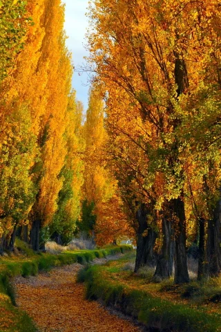 path, деревья, trees, путь