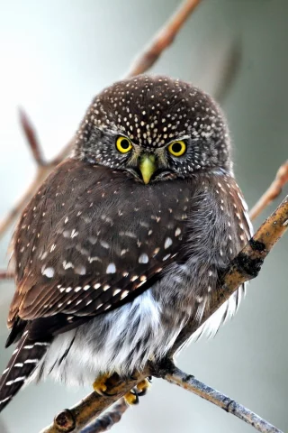 birds, owls, птицы, совами