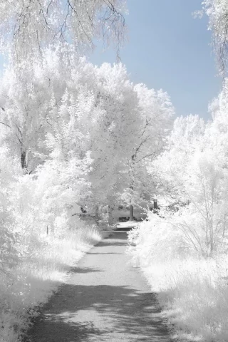 snow, снег