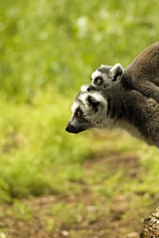 animals, 