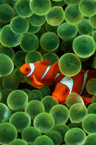 Fish, Fantasy