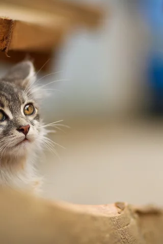 кошки, cats