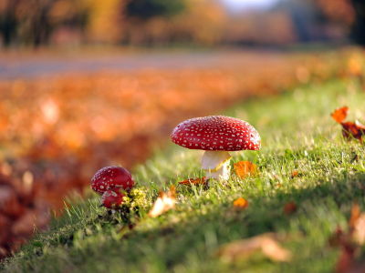 природа, грибы, осень