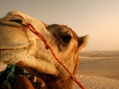 верблюд, пустыня, песок