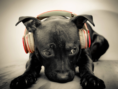 Beats by Dr.Dre, puppies, adorable, dogs, бьет Dr.Dre, красный, beats, headphones, animals, животные, деревянный пол, наушники, ударов, собаки, Labrador Retriever, black, черный, щенки, red, wooden floor, Лабрадор ретривер, очаровательны