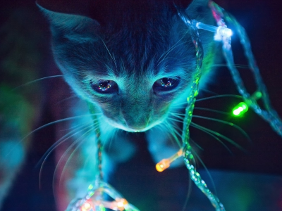 dark, огни, lights, cats, темно, кошки