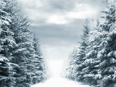 snow, Snowy, forest, path, 