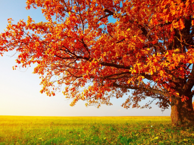 природа, nature, trees, autumn (season), деревья, не оставляет, осень (сезона), leaves