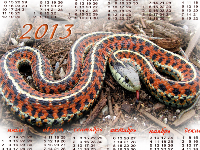 календарь, календарь 2013, 2013, год змеи
