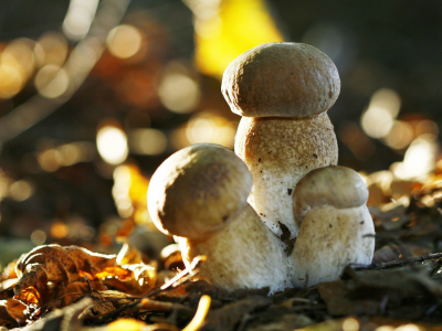 mushrooms, грибы