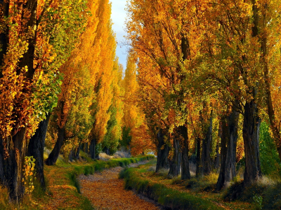 path, деревья, trees, путь