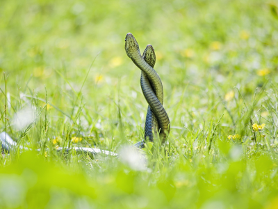 змей, nature, скрученные, embrace, рептилий, snakes, grass, природа, twisted, объятия, reptiles, трава