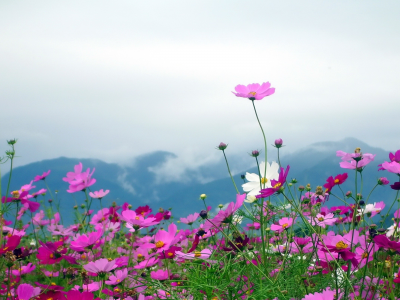 розовые цветы, Горы, цветы космоса, flowers, nature, облака, пейзажи, landscapes, природа, pink flowers, cosmos flower, mountains, цветы, clouds