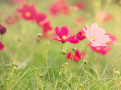 nature, plants, , grass, flowers