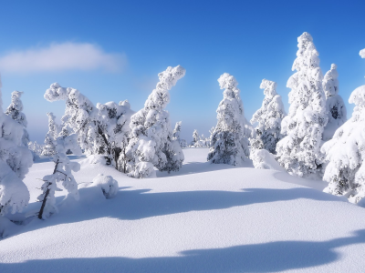 , winter, trees, covered, snow