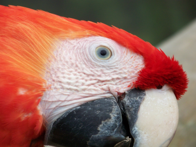 Bird, Parrot, Chick