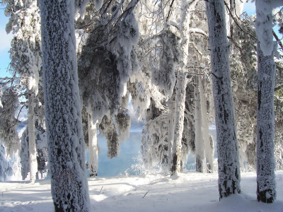 landscapes, winter, деревья, зима, snow, природа, солнце, Sun, снег, nature, trees, пейзажи