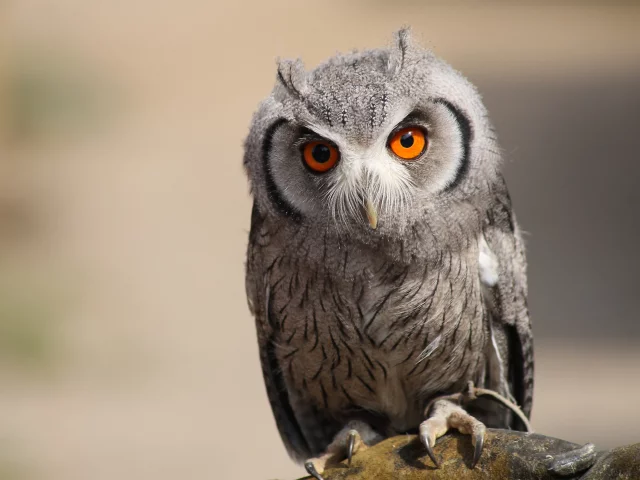 birds, animals, macro, owls, , nature, wildlife, depth of field
