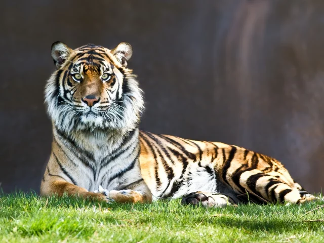 animals, животные