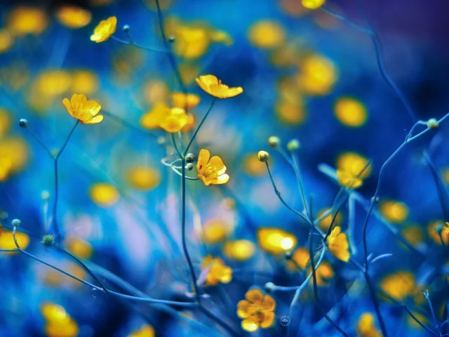 bokeh, Ed, flowers, , close-up, spring