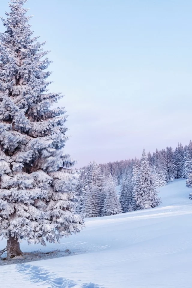 зима, winter