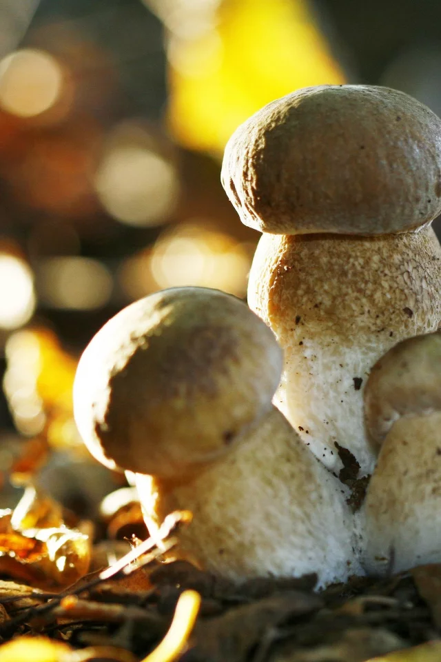 mushrooms, грибы