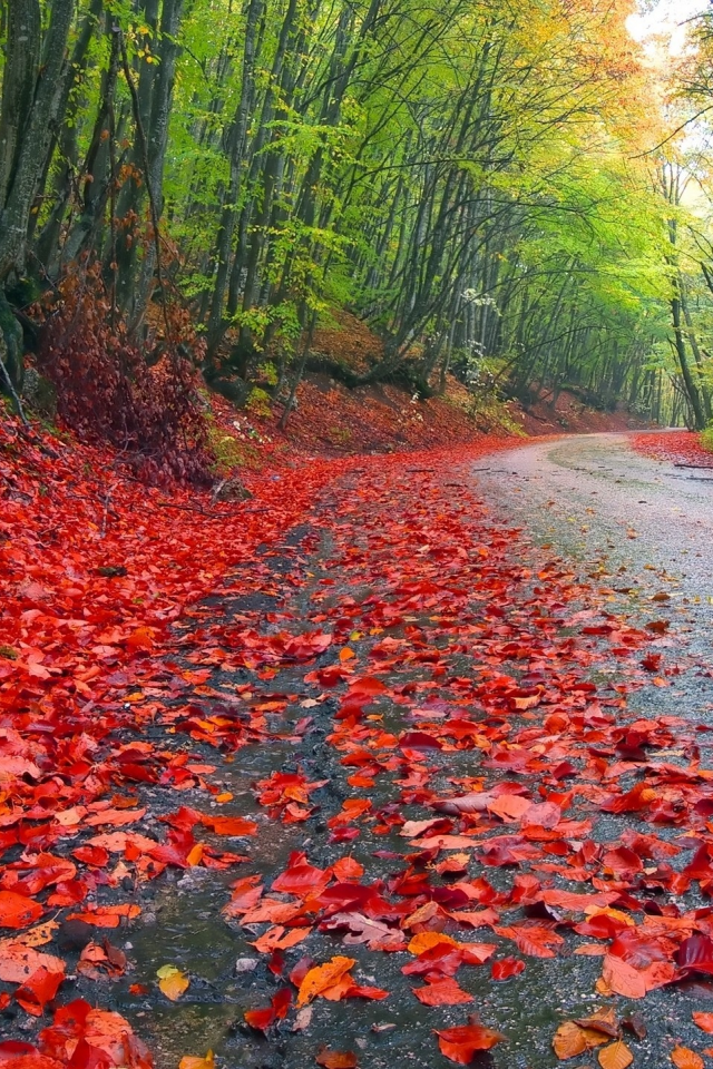 , leaves, roads, nature, autumn, trees, landscapes, grass, forest