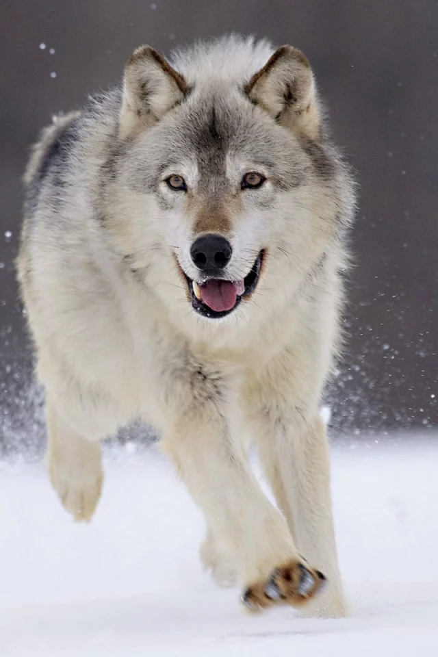 wolves, winter, nature, running, , snow, animals, grey wolf