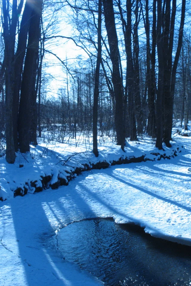 winter, ice, trees, , forest, rivers, water, nature, snow