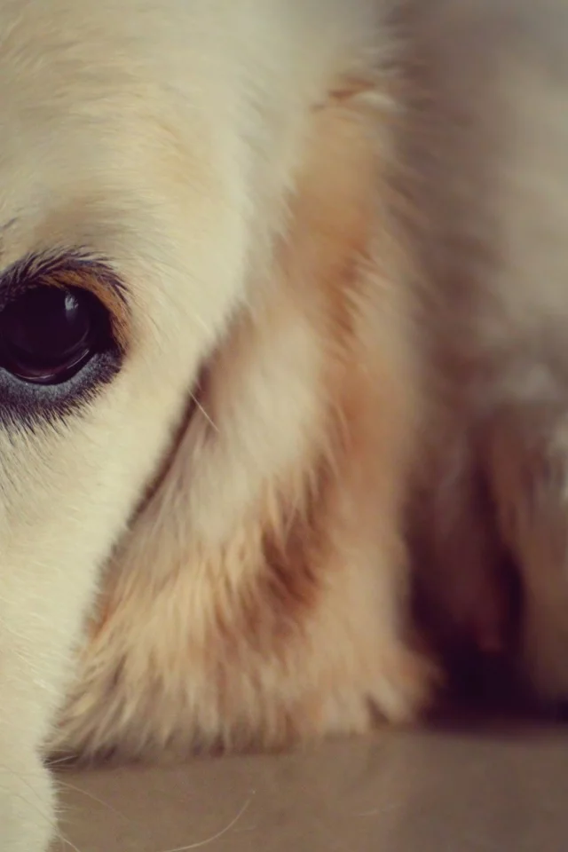 собаки, dogs