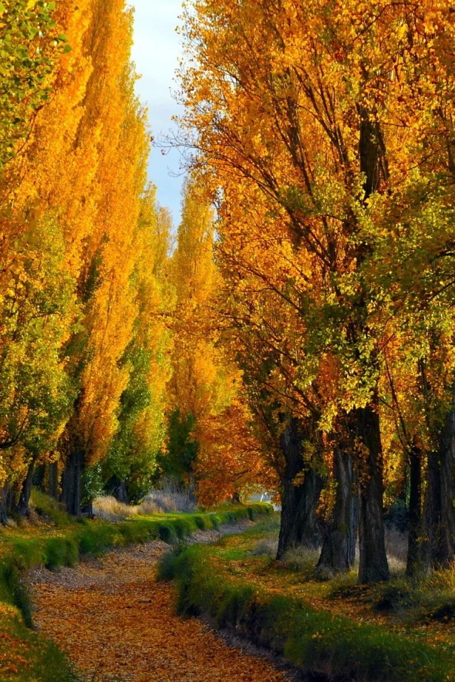 path, деревья, trees, путь