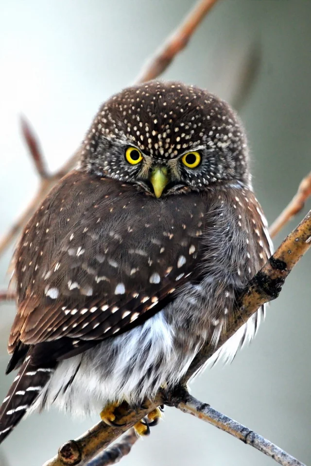 birds, owls, птицы, совами