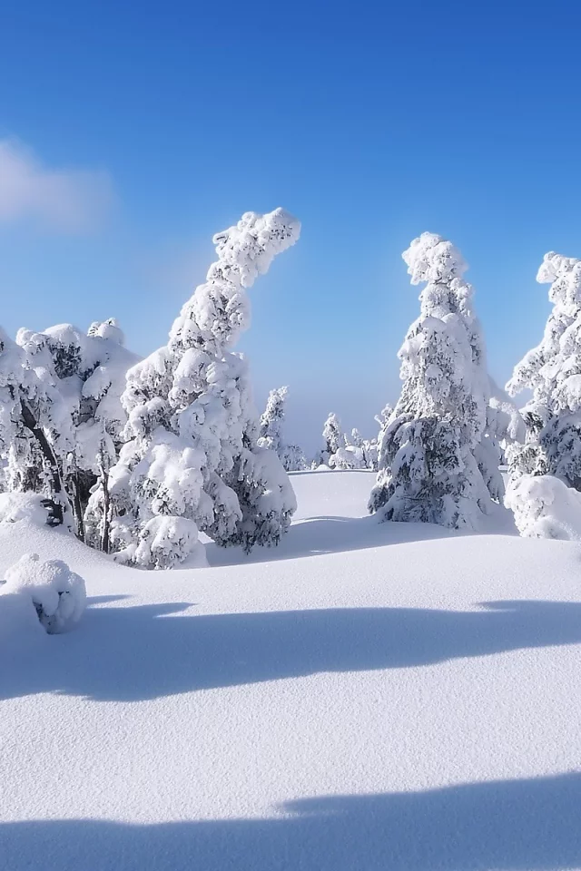 , winter, trees, covered, snow