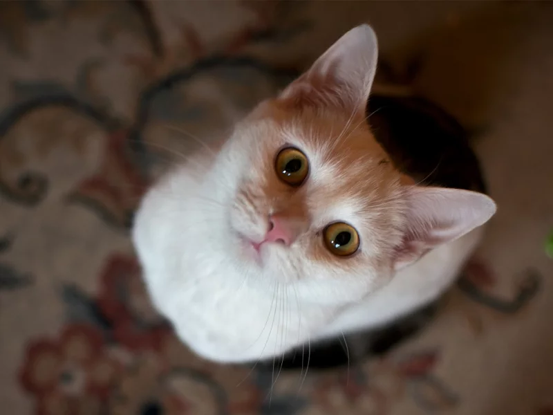 кошка, морда, кот, вид сверху
