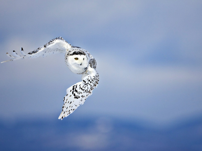 owls, nature, животные, animals, природа, небо, skies, совы, birds, птицы