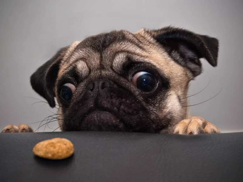 pug, собаки, dogs, животные, столы, tables, мопс, animals, coockie